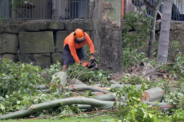 Best Tree Disease Treatment  in Moonachie, NJ